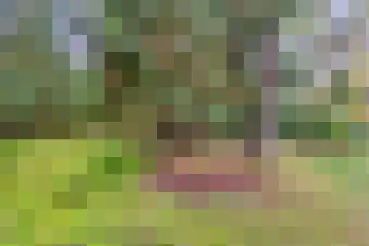 Bospad 2 Zeegse thumbnail 4