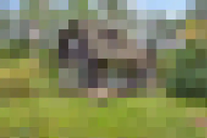 Bospad 2 Zeegse thumbnail 43