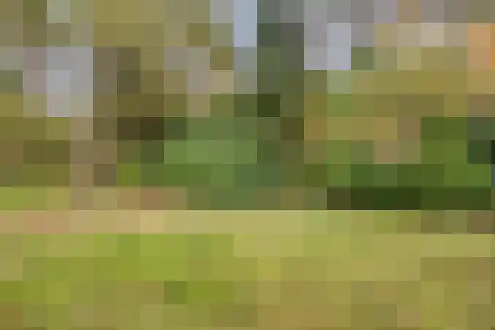 Bospad 2 Zeegse thumbnail 44
