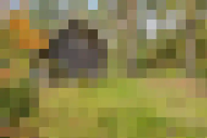 Bospad 2 Zeegse thumbnail 45