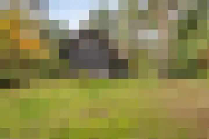 Bospad 2 Zeegse thumbnail 46