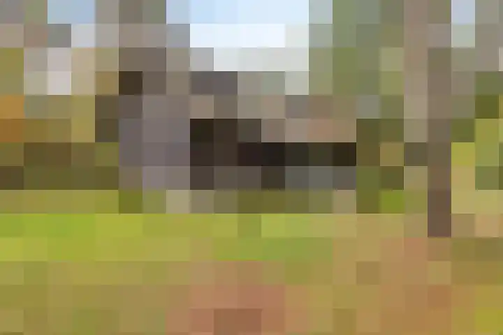 Bospad 2 Zeegse thumbnail 47