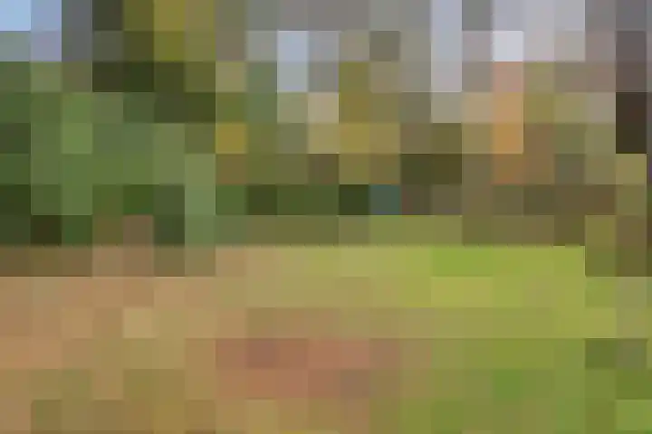 Bospad 2 Zeegse thumbnail 49