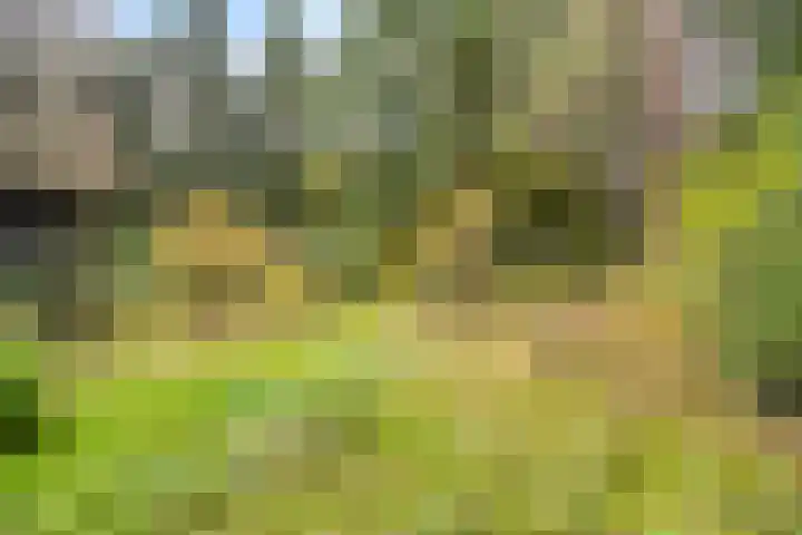 Bospad 2 Zeegse thumbnail 50