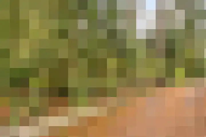 Bospad 2 Zeegse thumbnail 51