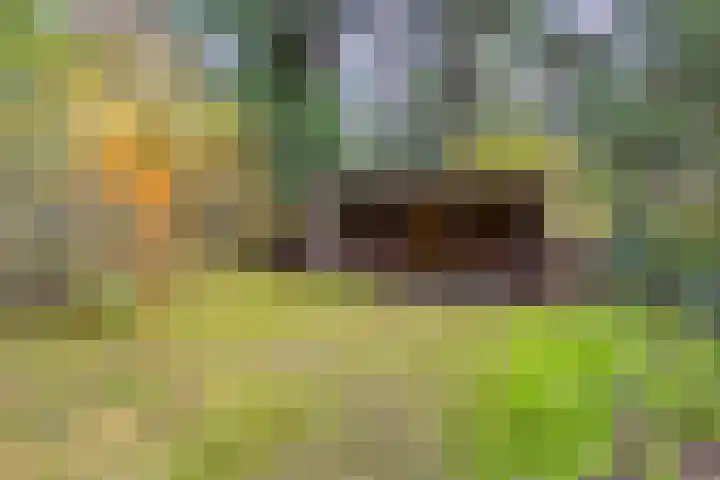 Bospad 2 Zeegse thumbnail 6