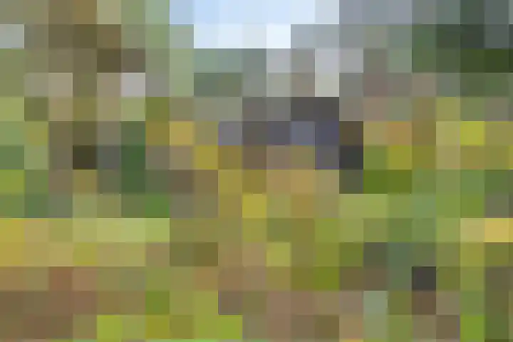Bospad 2 Zeegse thumbnail 8