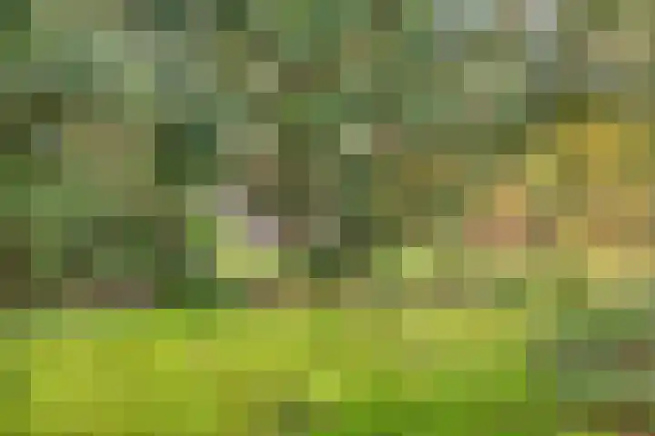 Bospad 2 Zeegse thumbnail 9
