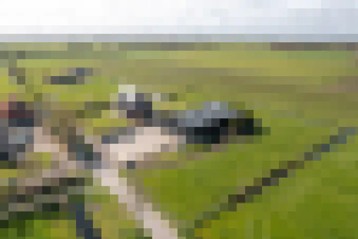 Bospad 4 Rotsterhaule thumbnail 22