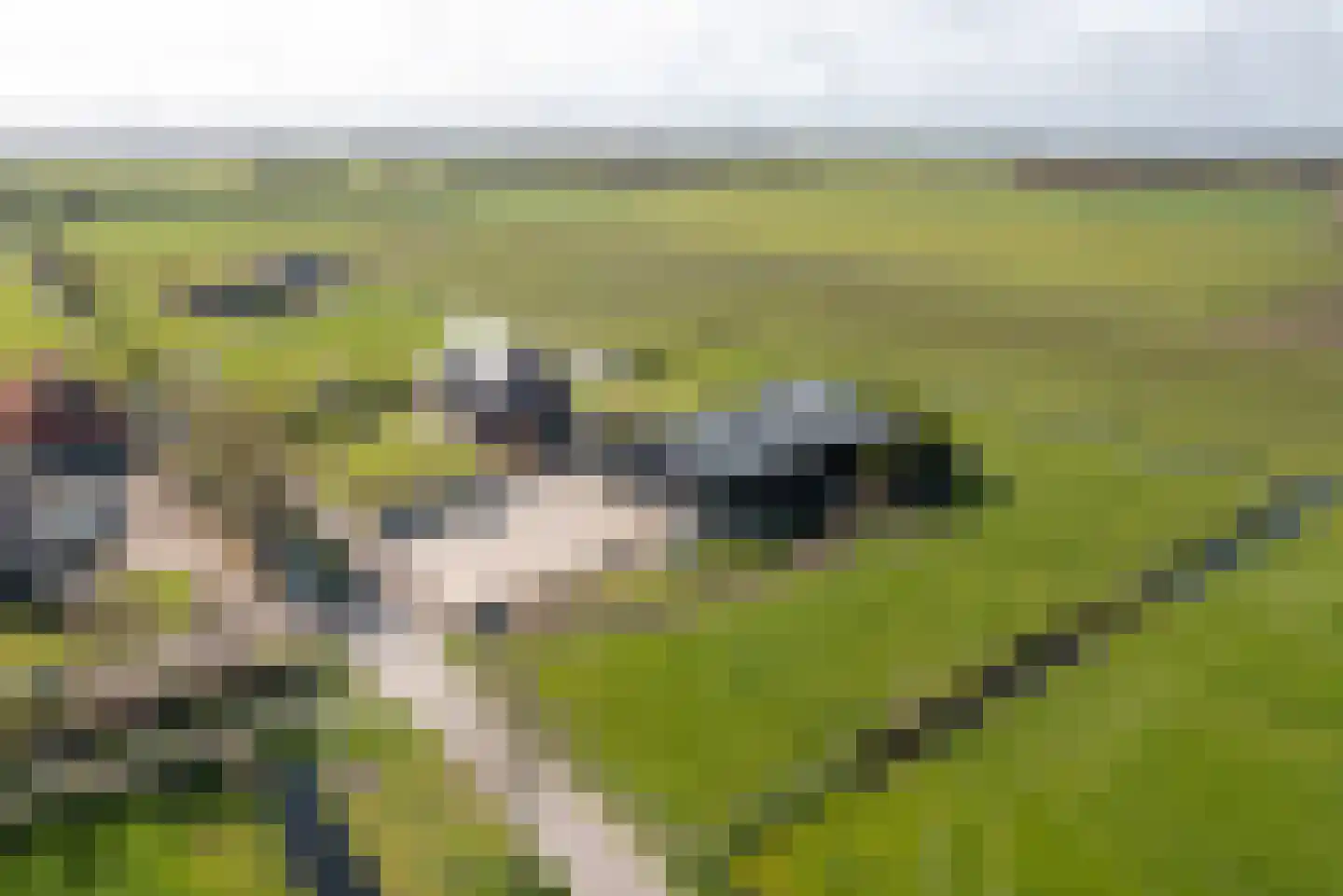 Bospad 4 Rotsterhaule thumbnail 22