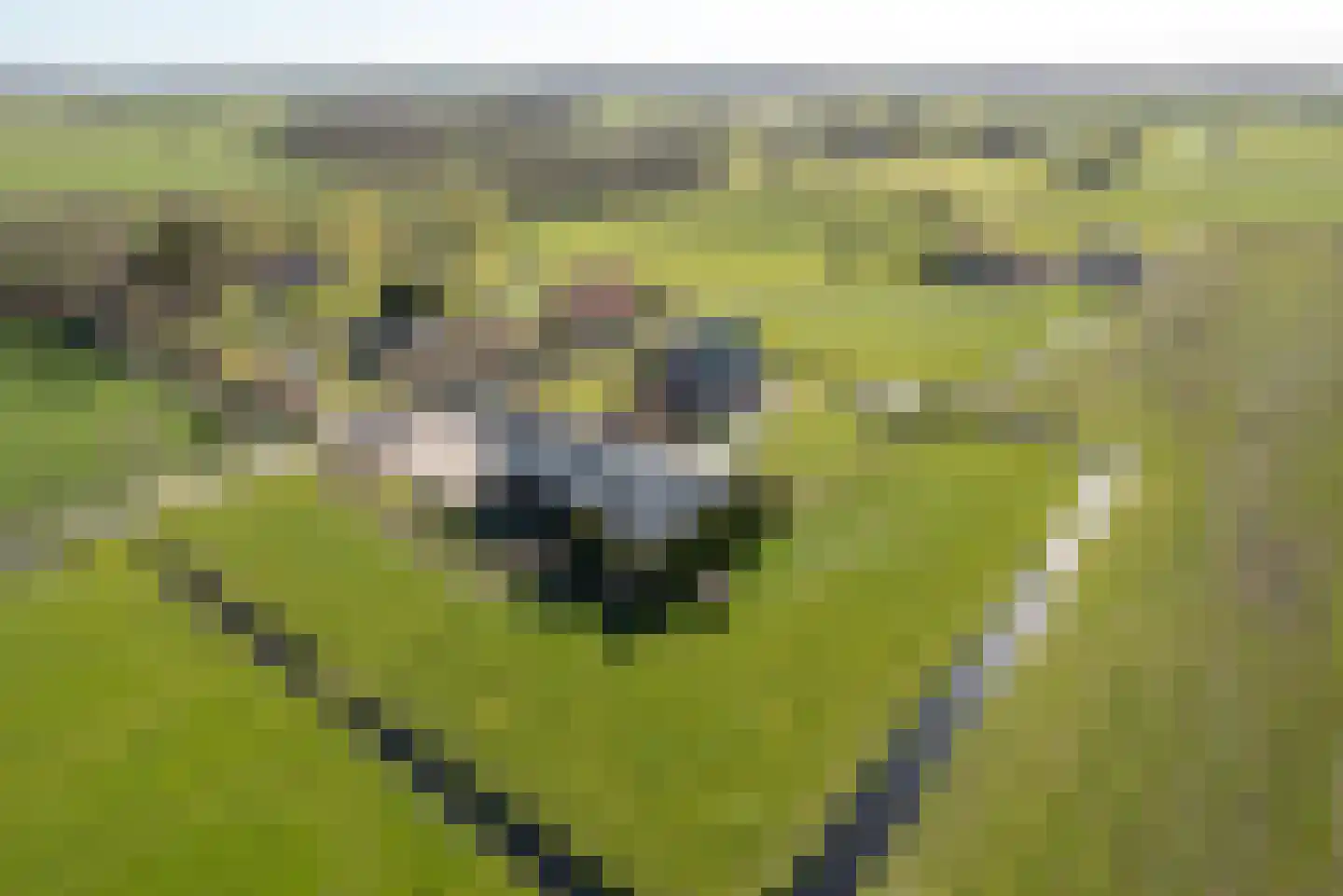 Bospad 4 Rotsterhaule thumbnail 23