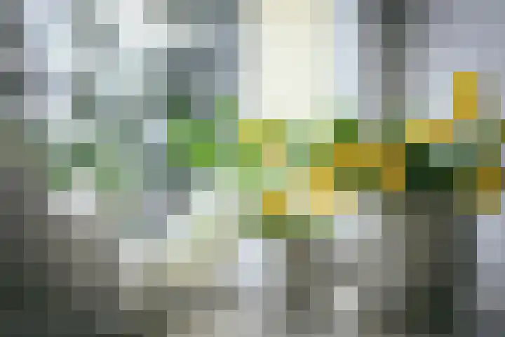 Bosplaat 47 Zwolle thumbnail 4