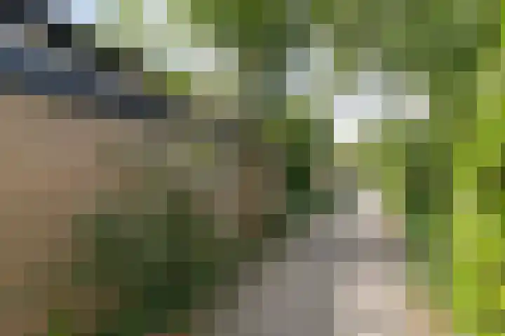 Bosplaat 57 Amsterdam thumbnail 36