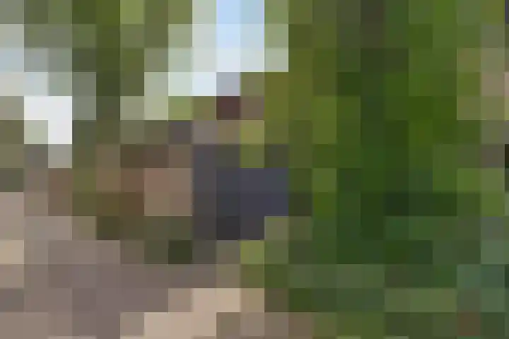 Bosplaat 57 Amsterdam thumbnail 37