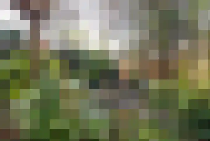 Bosplaat 71 Amsterdam thumbnail 33