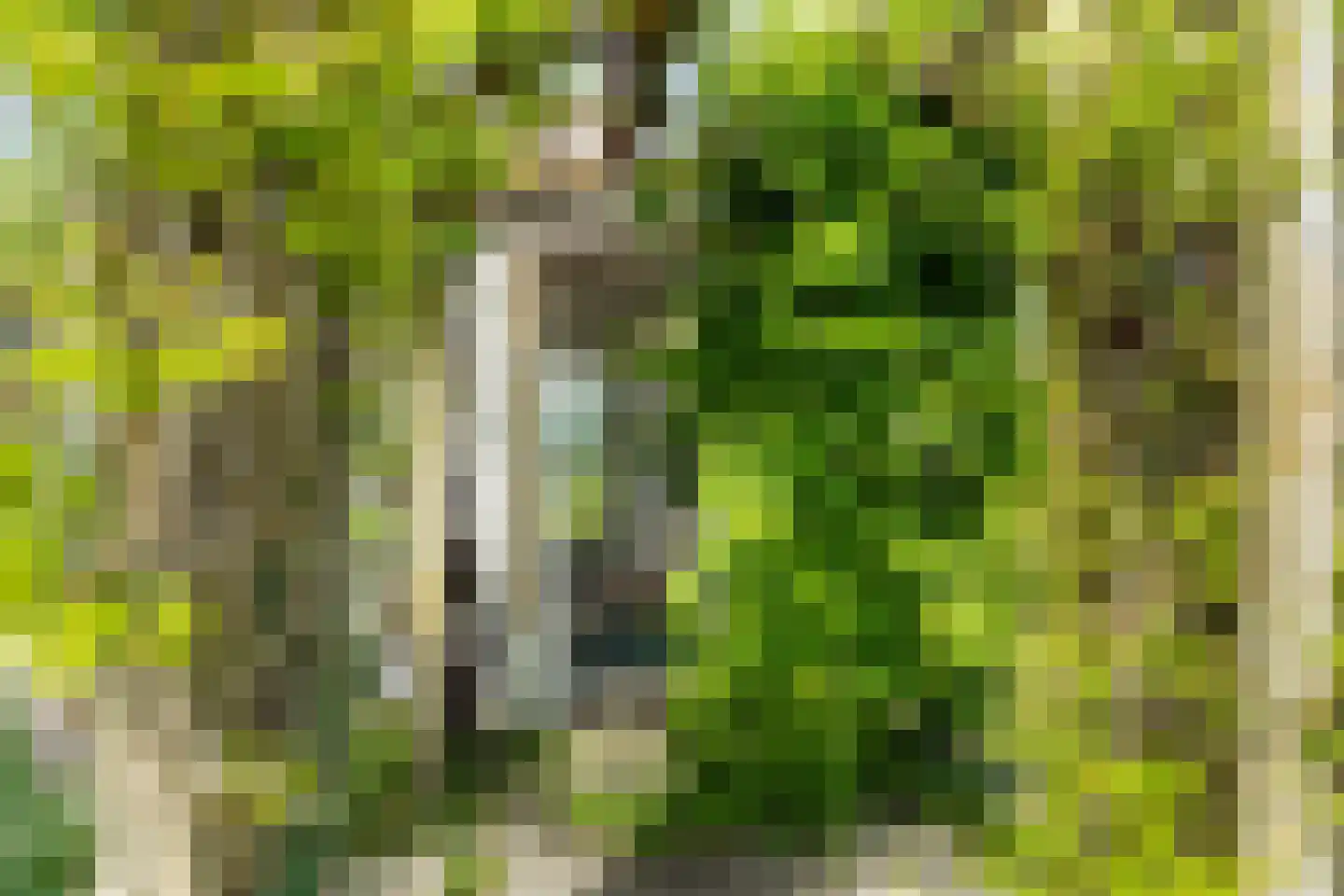 Bospolder 19 Honselersdijk thumbnail 51