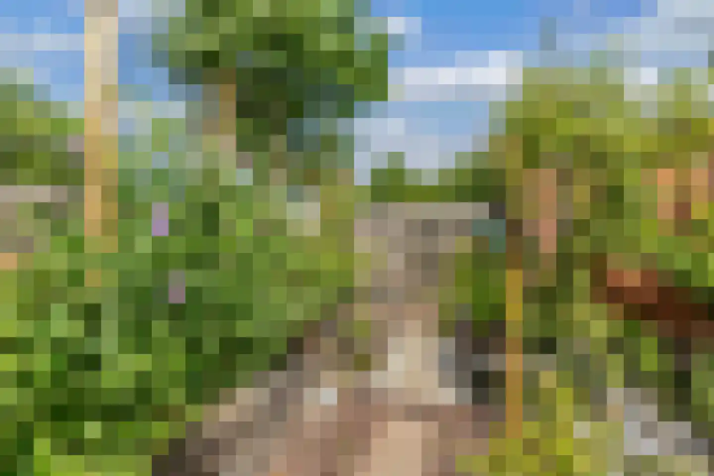 Bosrand 1 Ens thumbnail 46