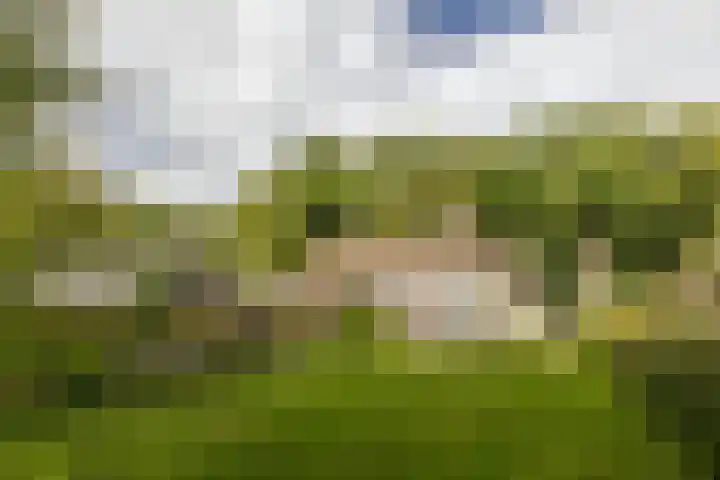 Bosrand 107 Elspeet thumbnail 11