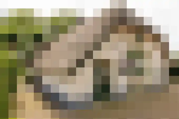 Bosrand 107 Elspeet thumbnail 12