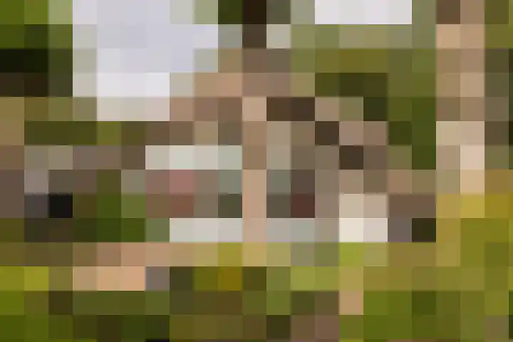 Bosrand 107 Elspeet thumbnail 6