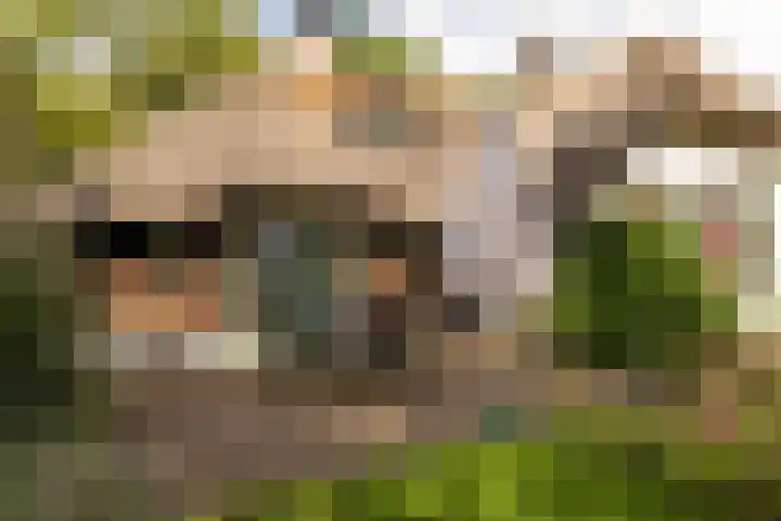 Bosrand 107 Elspeet thumbnail 7