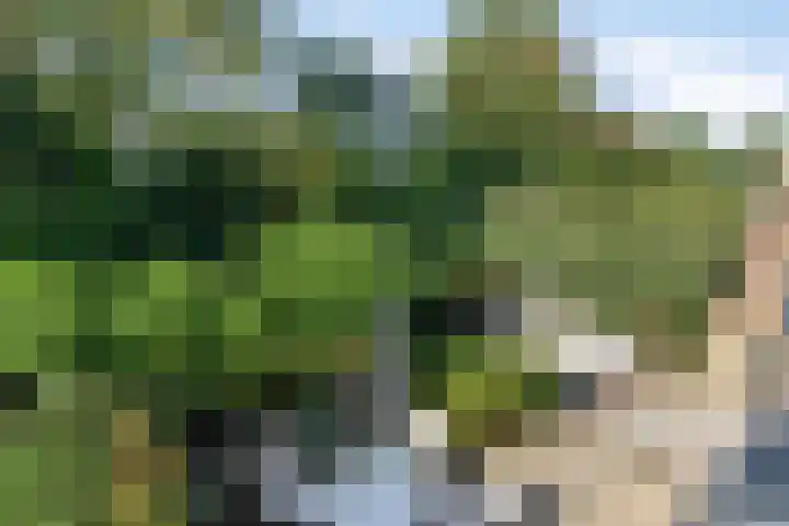 Bosrand 12 Schiedam thumbnail 17