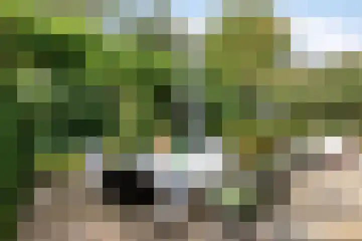 Bosrand 12 Schiedam thumbnail 29