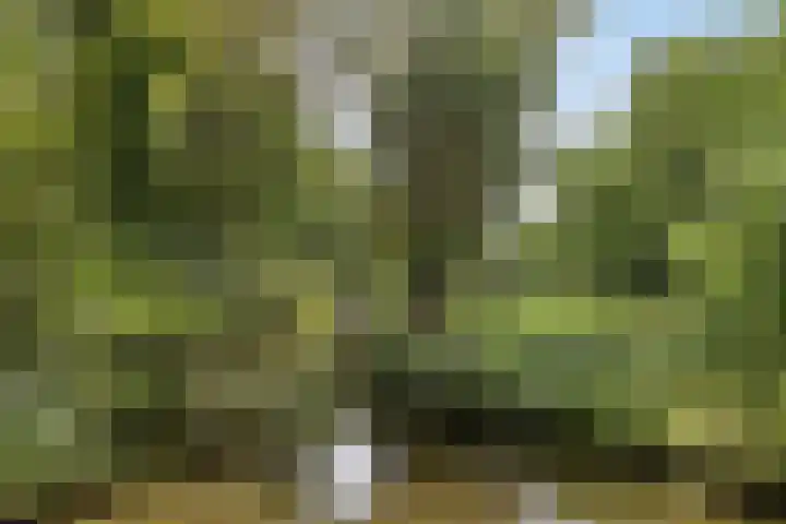 Bosrand 12 Schiedam thumbnail 36