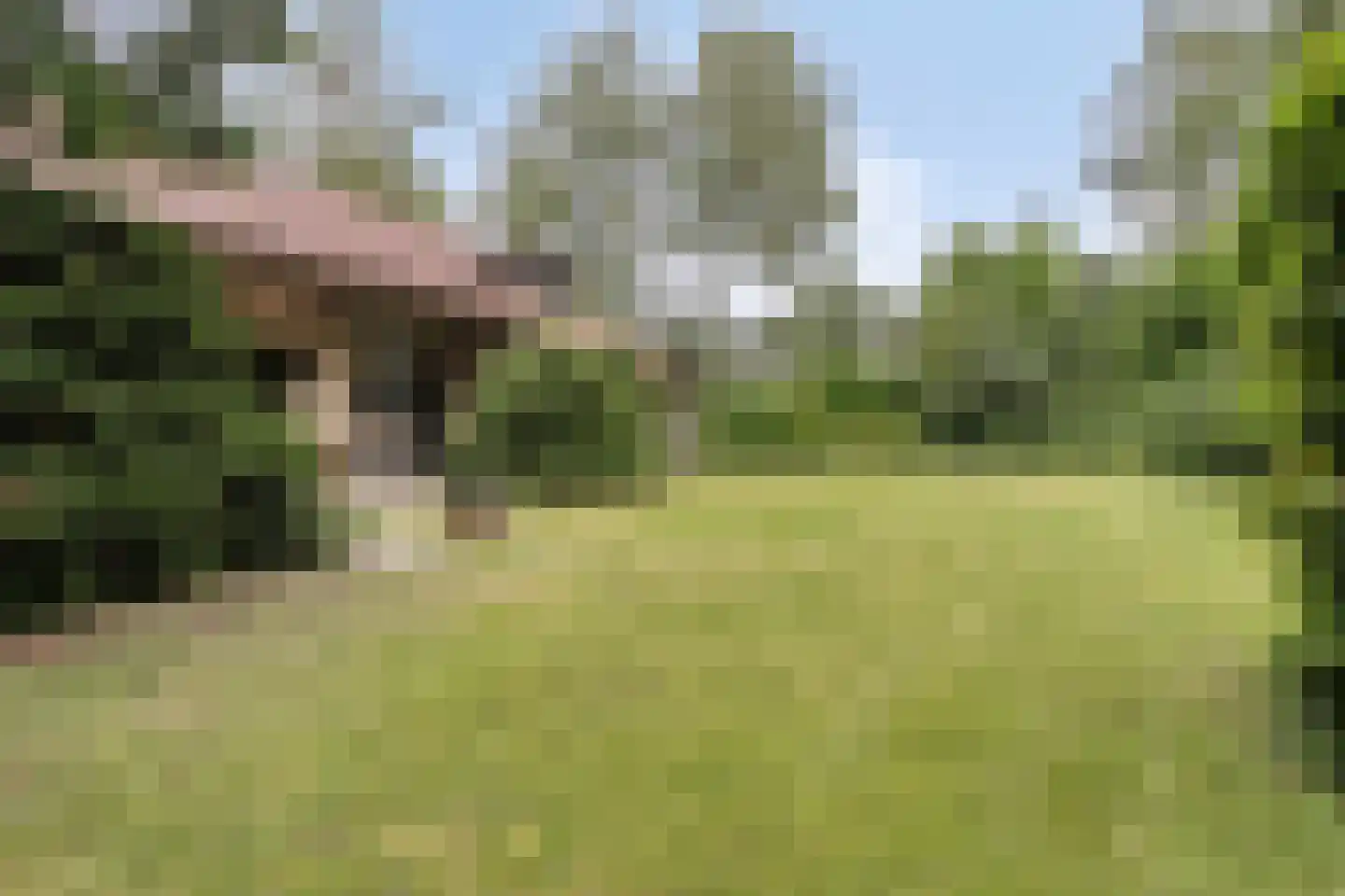 Bosrand 2 Asten thumbnail 32
