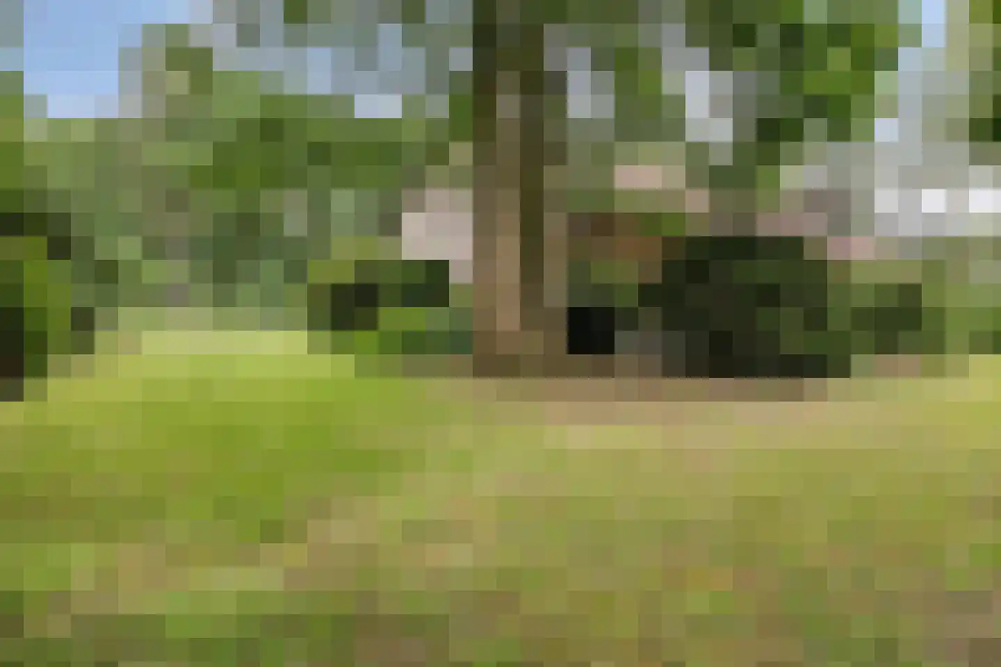 Bosrand 2 Asten thumbnail 33