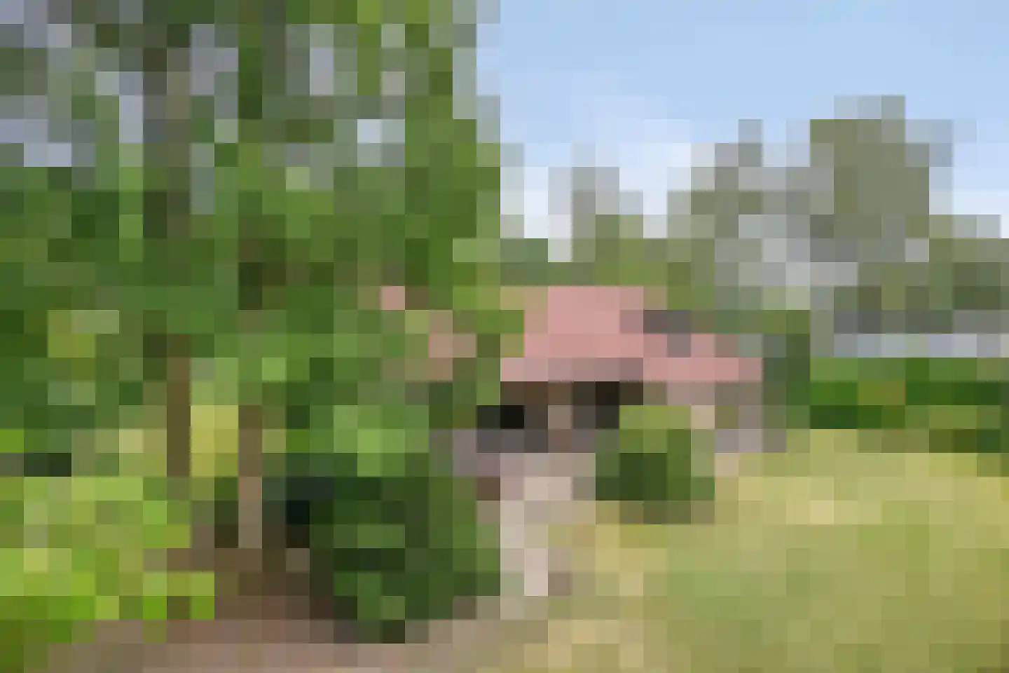 Bosrand 2 Asten thumbnail 34