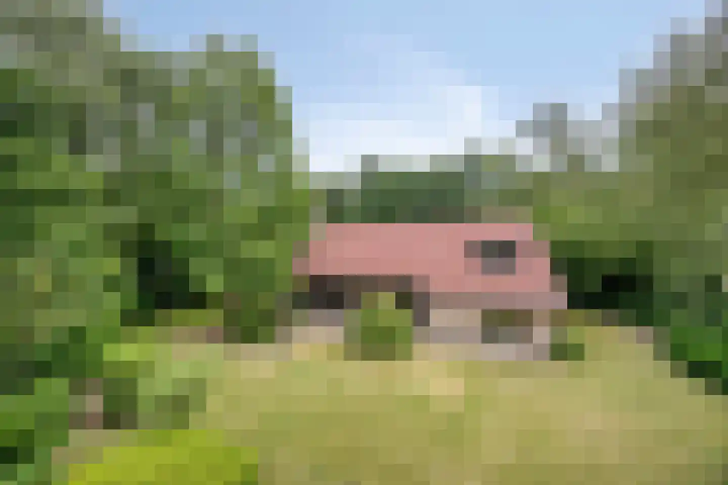 Bosrand 2 Asten thumbnail 36