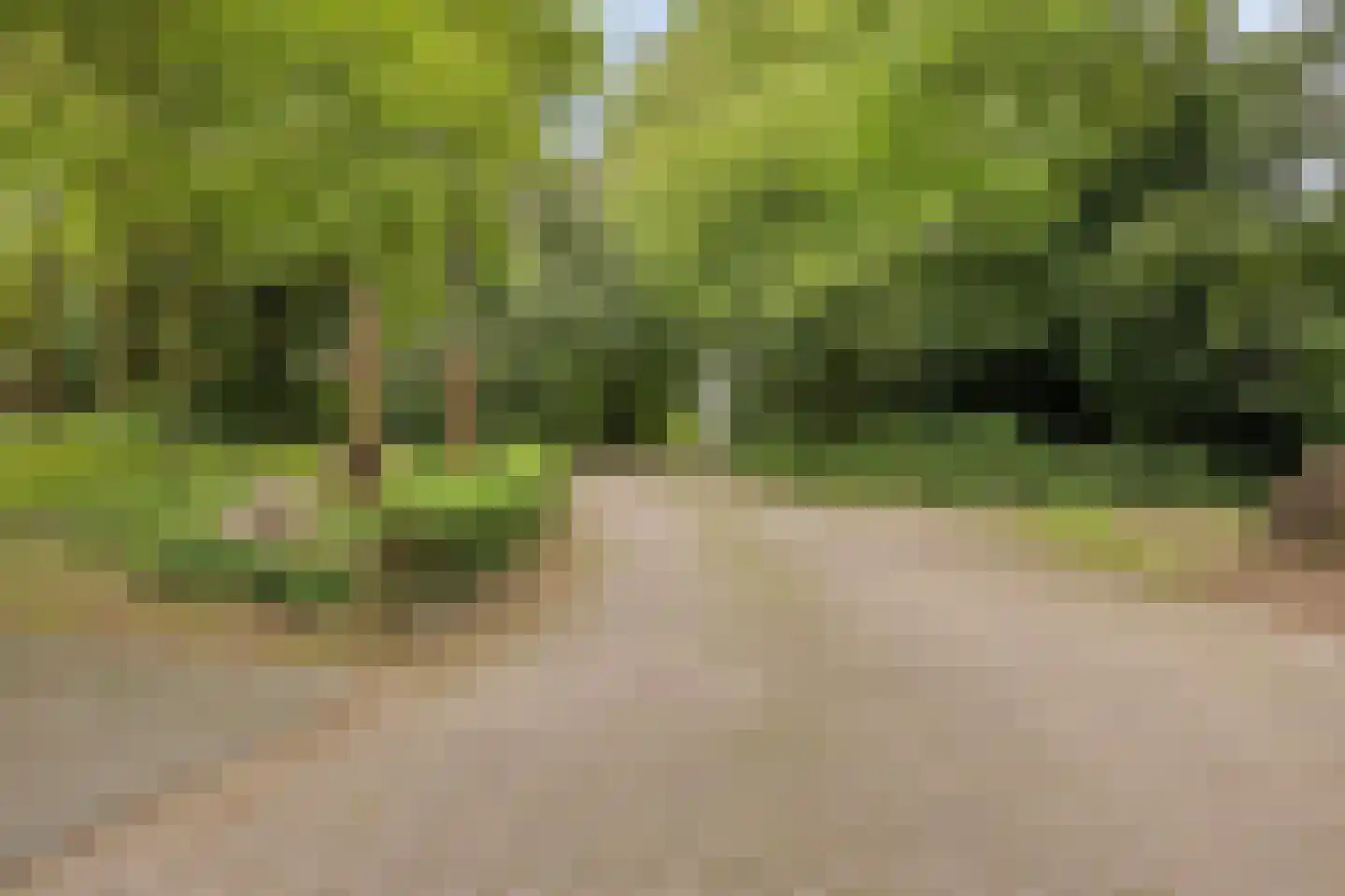 Bosrand 2 Asten thumbnail 39
