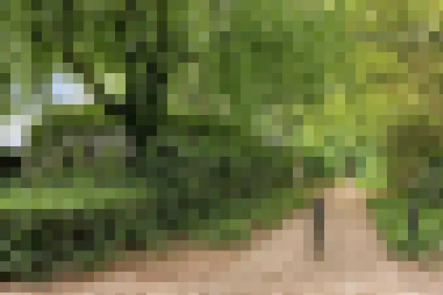 Bosrand 2 Asten thumbnail 40
