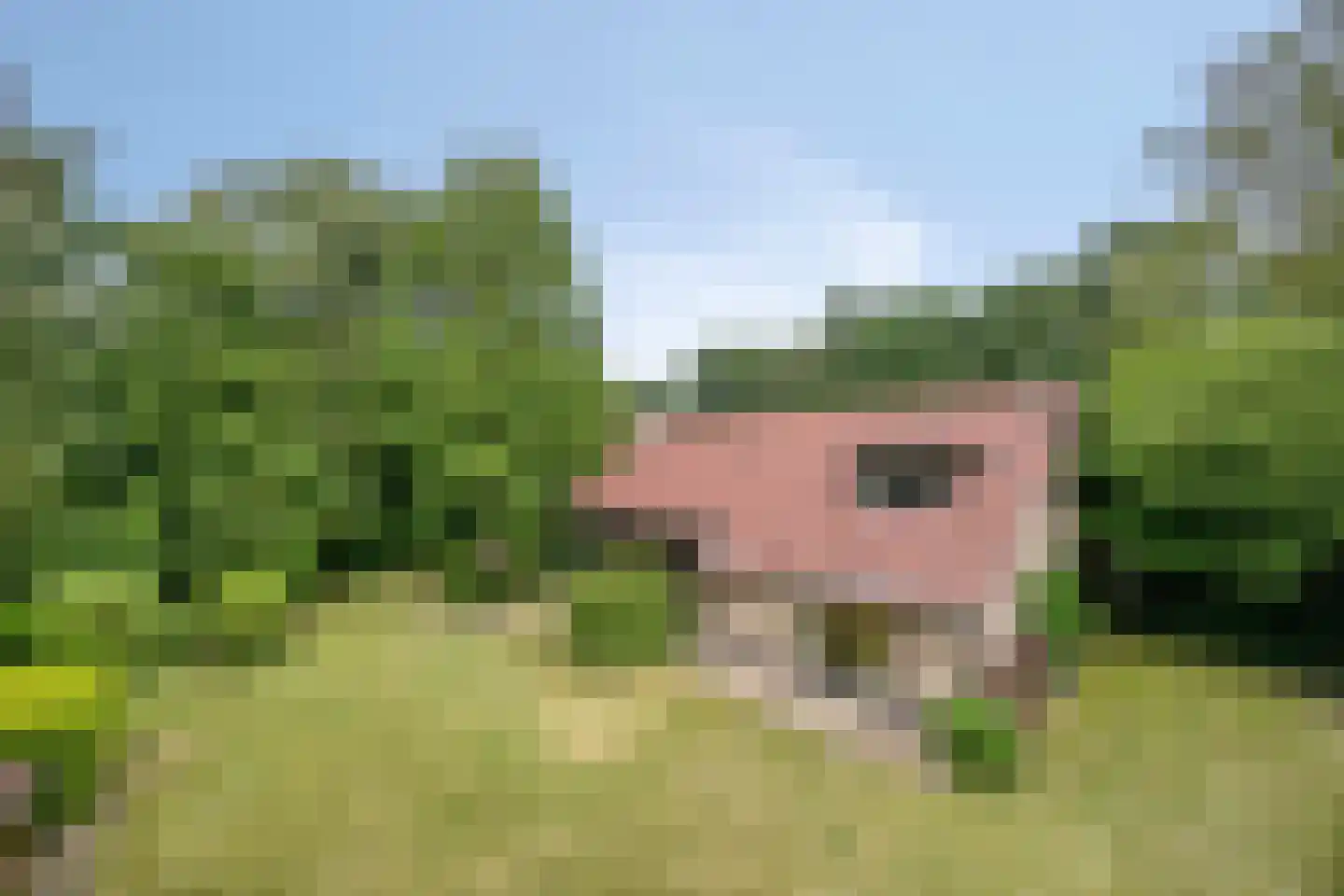 Bosrand 2 Asten thumbnail 5