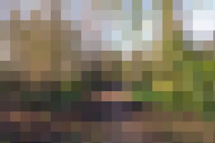Bosrand 23 Schiedam thumbnail 42