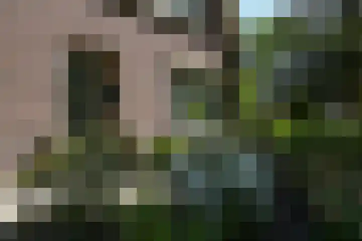 Bosrand 29 Putten thumbnail 4