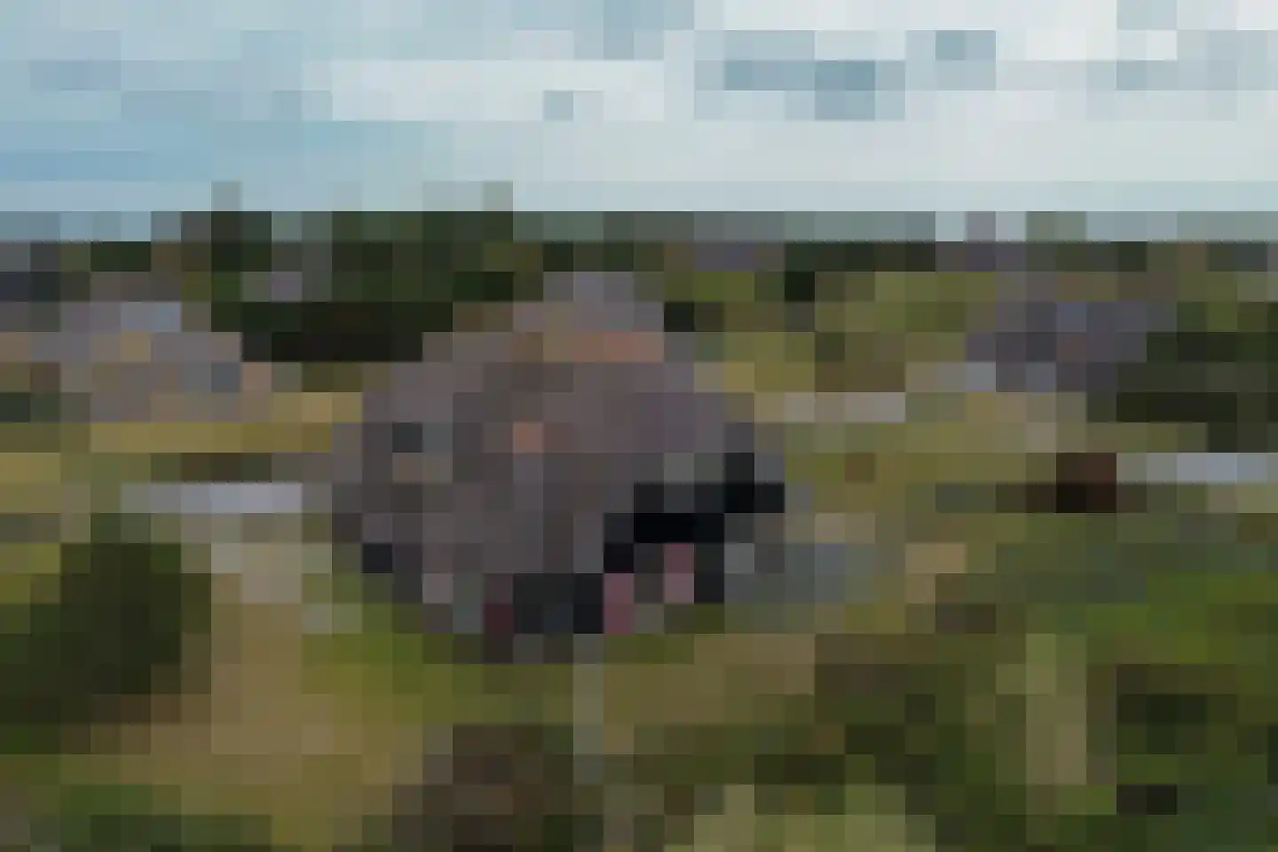 Bosrand 45 Buren thumbnail 23