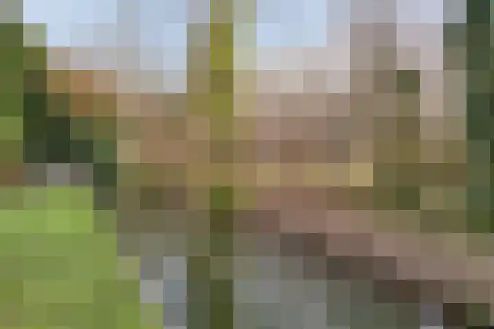 Bosrand 6 Schiedam thumbnail 37