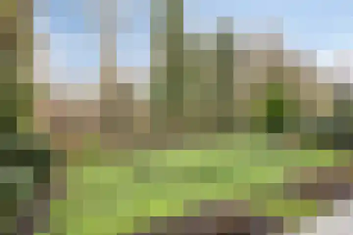 Bosrand 6 Schiedam thumbnail 6