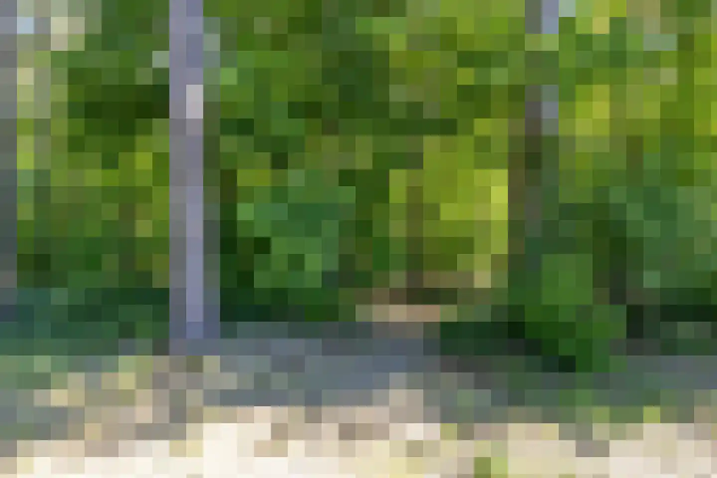 Bosrand 7 Asten thumbnail 4