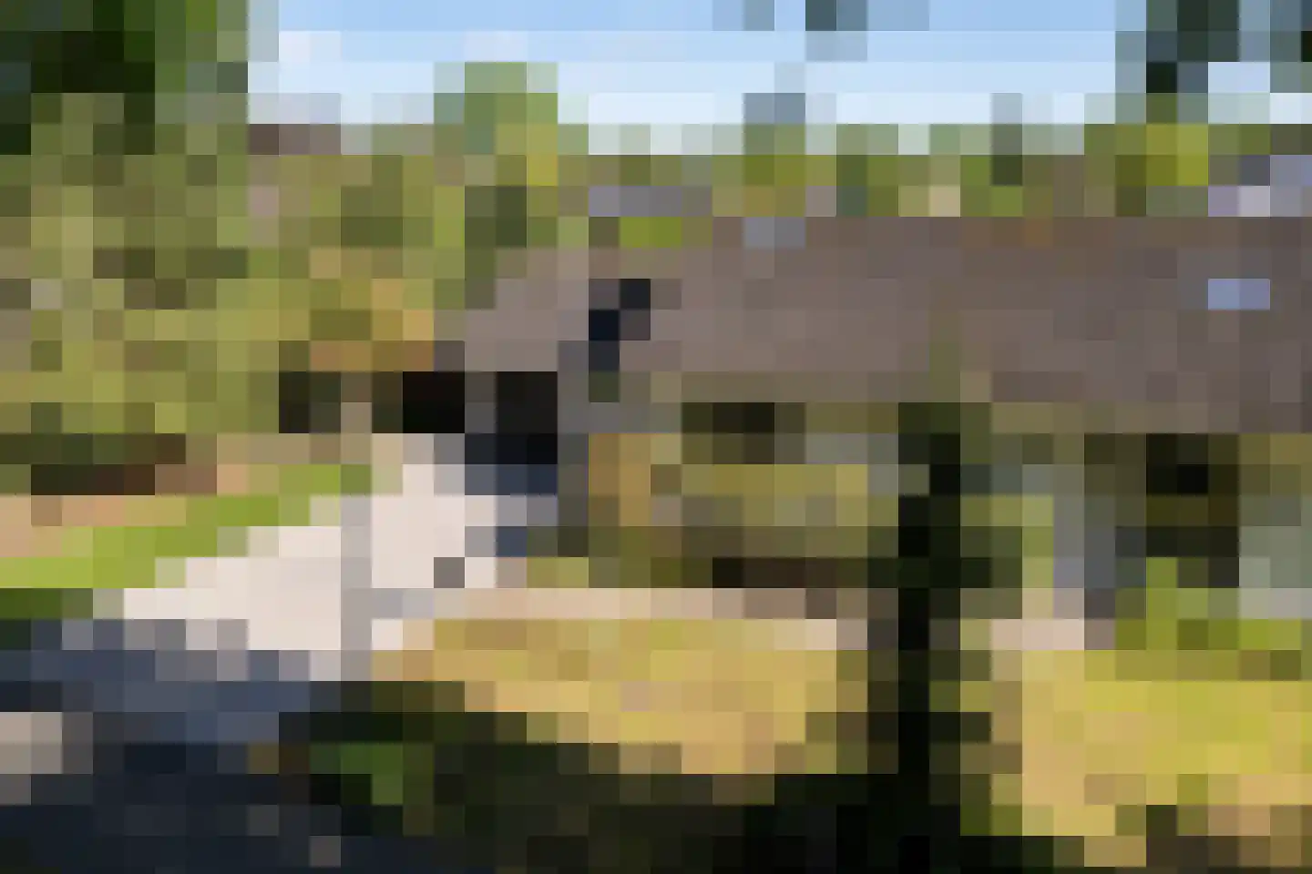 Bosrand 7 Exloo thumbnail 51