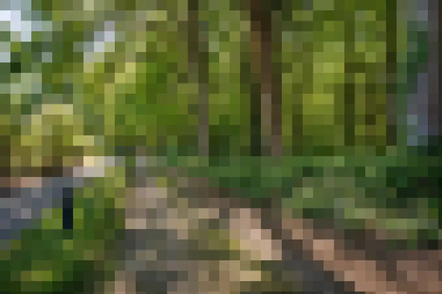 Bosrand 7 Exloo thumbnail 58