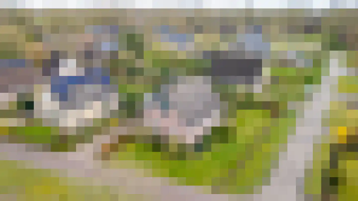 Bosrand 7 Meppen thumbnail 7