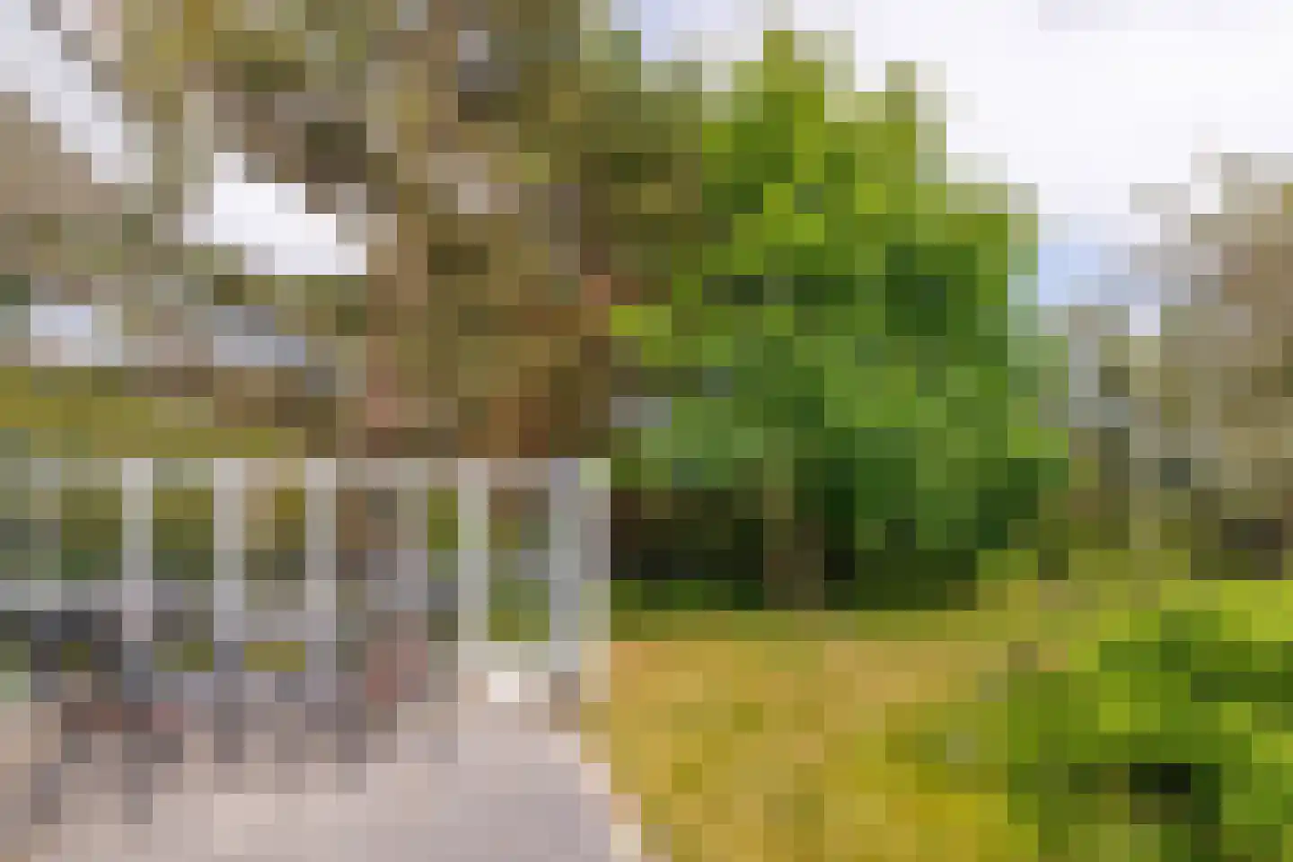 Bosrand 85 Buren thumbnail 45