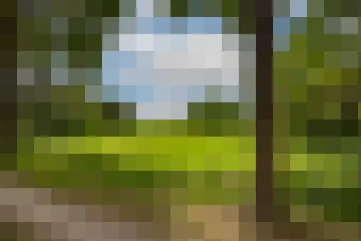 Bosrand 85 Geldrop thumbnail 52
