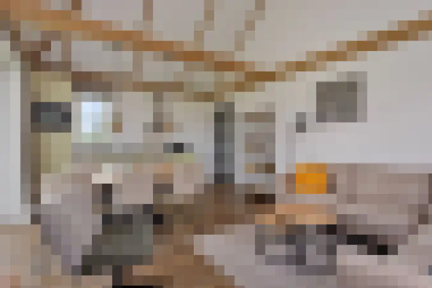 Bosrandweg 5 r e6 Someren thumbnail 9
