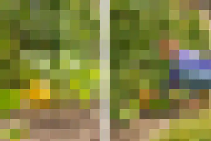 Bosrank 28 Heiloo thumbnail 27
