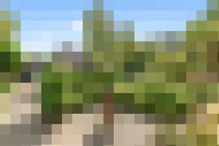 Bosrank 28 Heiloo thumbnail 34
