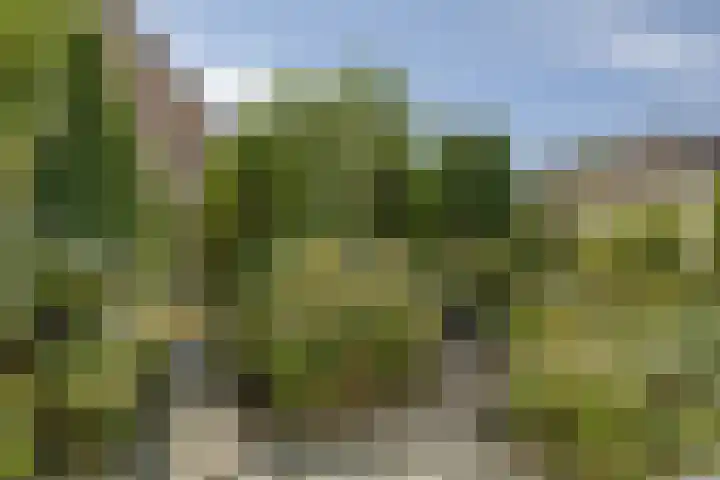 Bosrank 32 Heiloo thumbnail 28